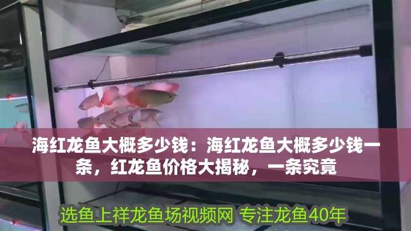 海紅龍魚大概多少錢：海紅龍魚大概多少錢一條，紅龍魚價格大揭秘，一條究竟