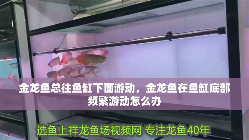金龍魚總往魚缸下面游動，金龍魚在魚缸底部頻繁游動怎么辦