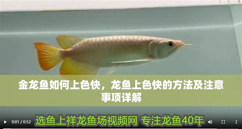 金龍魚如何上色快，龍魚上色快的方法及注意事項詳解