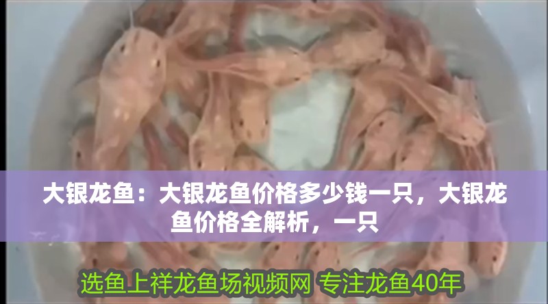 大銀龍魚：大銀龍魚價格多少錢一只，大銀龍魚價格全解析，一只