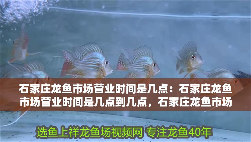 石家莊龍魚市場營業(yè)時間是幾點(diǎn)：石家莊龍魚市場營業(yè)時間是幾點(diǎn)到幾點(diǎn)，石家莊龍魚市場營業(yè)時間全解析
