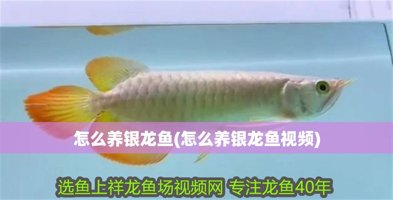 怎么養(yǎng)銀龍魚(怎么養(yǎng)銀龍魚視頻)