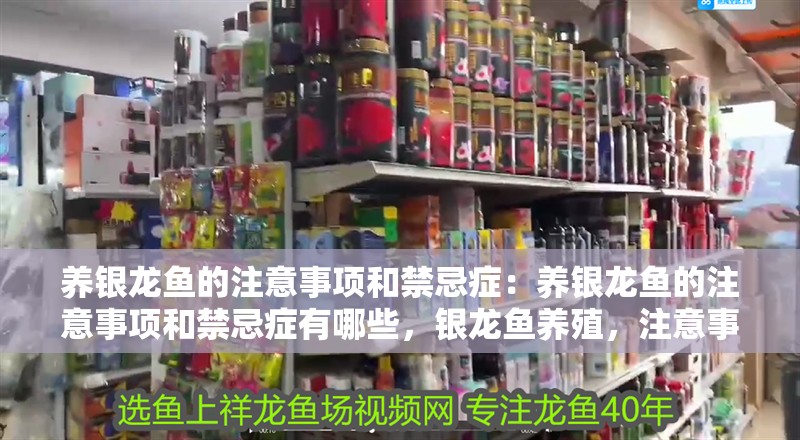 養銀龍魚的注意事項和禁忌癥：養銀龍魚的注意事項和禁忌癥有哪些，銀龍魚養殖，注意事項與禁忌癥