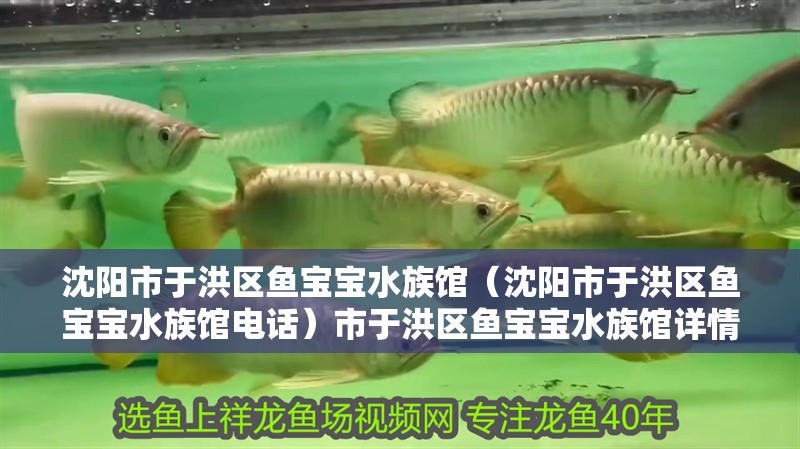 沈陽市于洪區(qū)魚寶寶水族館（沈陽市于洪區(qū)魚寶寶水族館電話）市于洪區(qū)魚寶寶水族館詳情及聯(lián)系電話信息匯總