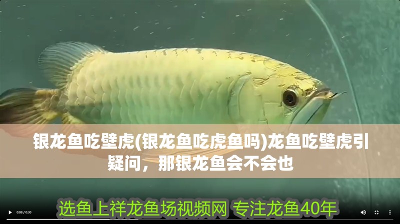 銀龍魚吃壁虎(銀龍魚吃虎魚嗎)龍魚吃壁虎引疑問，那銀龍魚會不會也