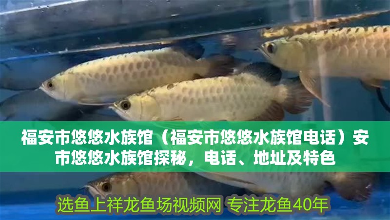福安市悠悠水族館（福安市悠悠水族館電話）安市悠悠水族館探秘，電話、地址及特色