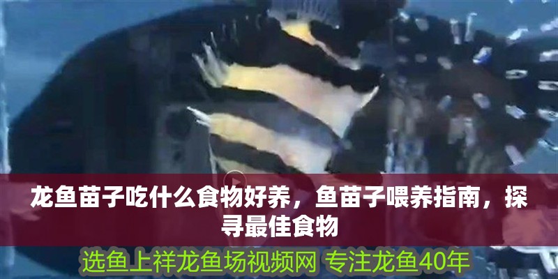 龍魚苗子吃什么食物好養，魚苗子喂養指南，探尋最佳食物