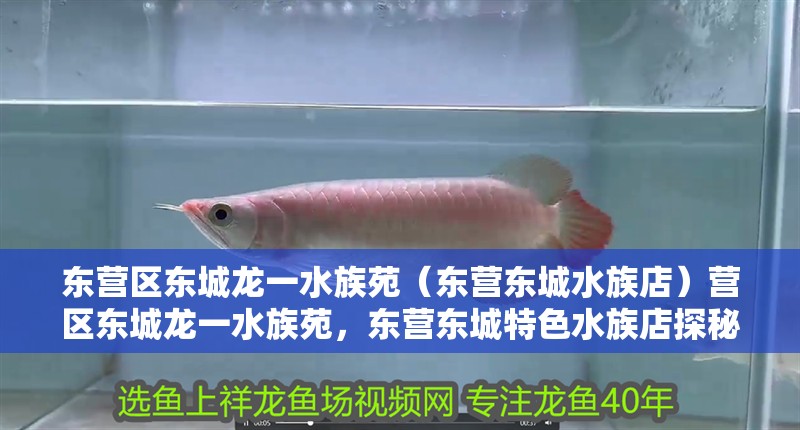 東營區(qū)東城龍一水族苑（東營東城水族店）營區(qū)東城龍一水族苑，東營東城特色水族店探秘