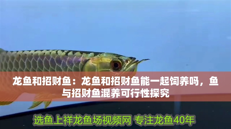 龍魚和招財魚：龍魚和招財魚能一起飼養嗎，魚與招財魚混養可行性探究