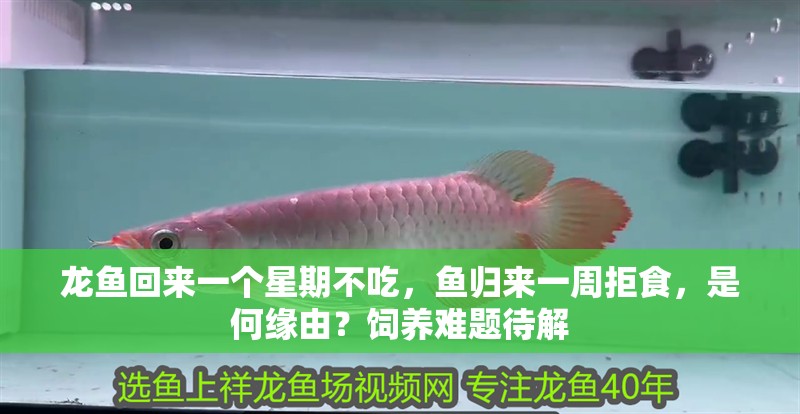 龍魚回來一個星期不吃，魚歸來一周拒食，是何緣由？飼養難題待解
