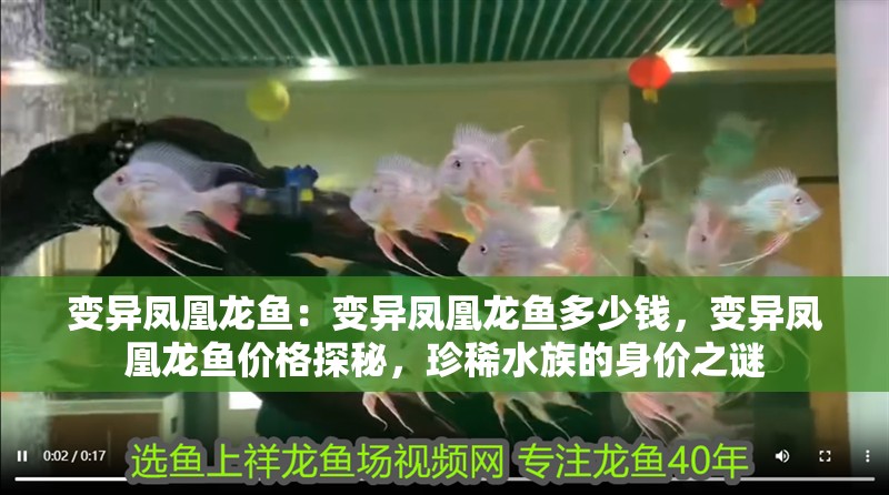 變異鳳凰龍魚：變異鳳凰龍魚多少錢，變異鳳凰龍魚價格探秘，珍稀水族的身價之謎