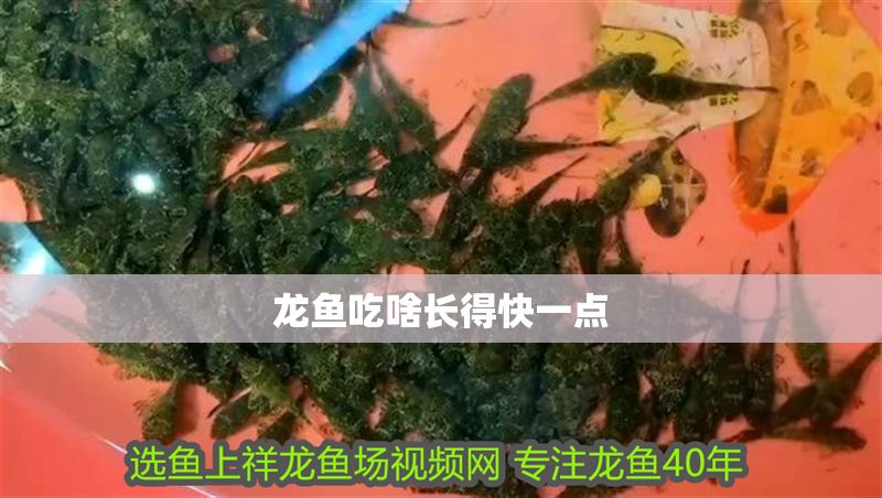 龍魚吃啥長得快一點