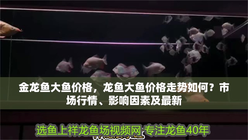 金龍魚大魚價格，龍魚大魚價格走勢如何？市場行情、影響因素及最新