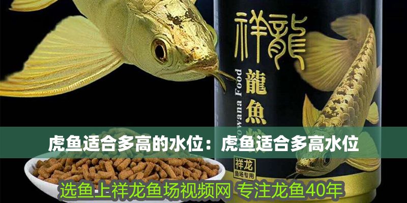 虎魚適合多高的水位：虎魚適合多高水位