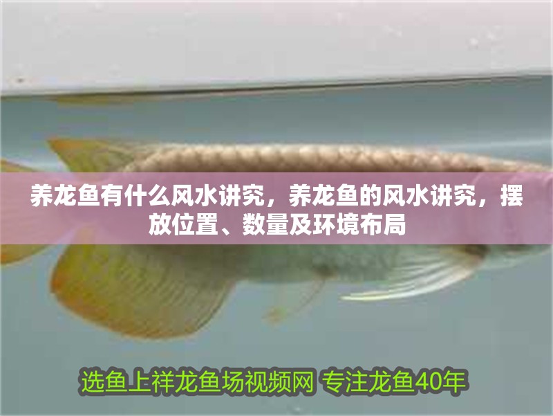 養(yǎng)龍魚有什么風水講究，養(yǎng)龍魚的風水講究，擺放位置、數(shù)量及環(huán)境布局