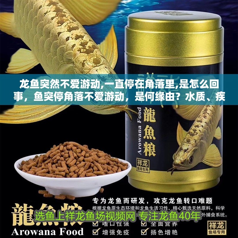 龍魚(yú)突然不愛(ài)游動(dòng),一直停在角落里,是怎么回事，魚(yú)突停角落不愛(ài)游動(dòng)，是何緣由？水質(zhì)、疾病還是環(huán)境問(wèn)題引關(guān)注