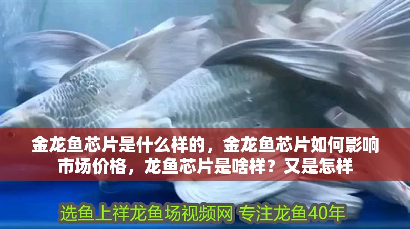 金龍魚芯片是什么樣的，金龍魚芯片如何影響市場價格，龍魚芯片是啥樣？又是怎樣