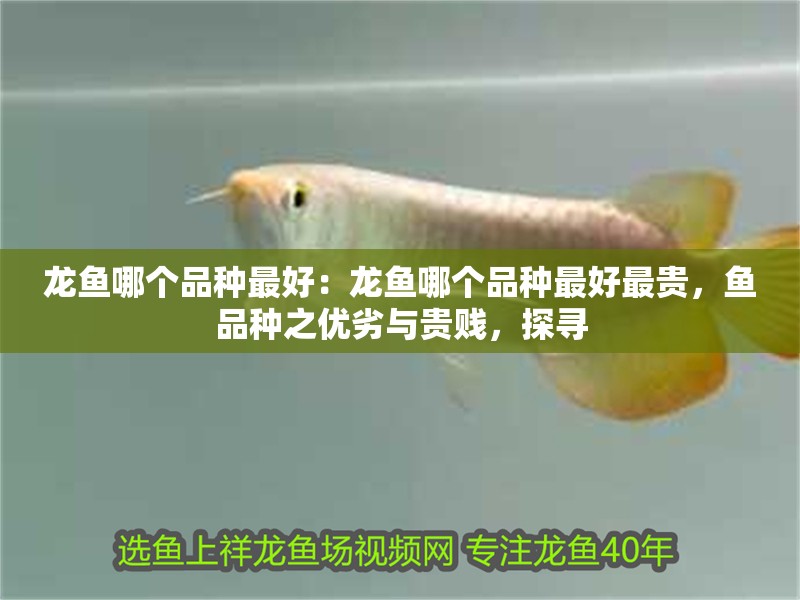龍魚哪個(gè)品種最好：龍魚哪個(gè)品種最好最貴，魚品種之優(yōu)劣與貴賤，探尋