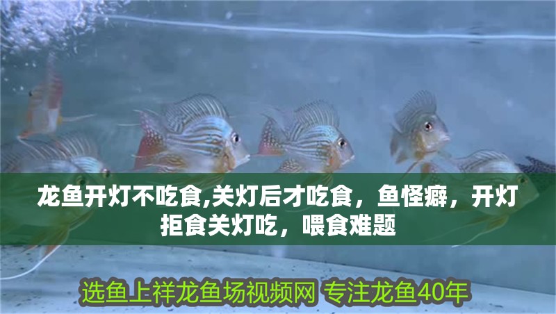 龍魚開燈不吃食,關(guān)燈后才吃食，魚怪癖，開燈拒食關(guān)燈吃，喂食難題
