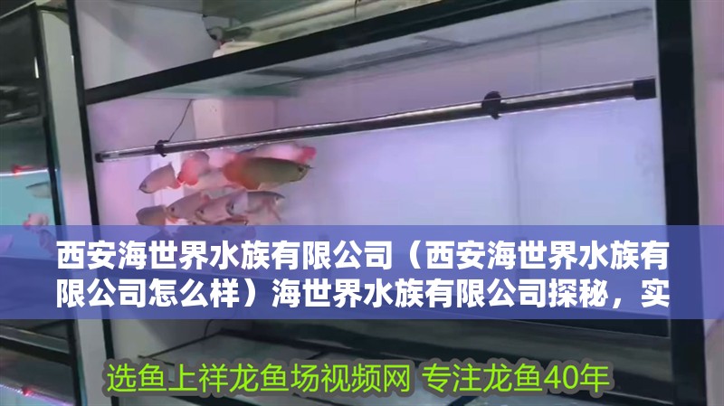 西安海世界水族有限公司（西安海世界水族有限公司怎么樣）海世界水族有限公司探秘，實力、口碑與特色全