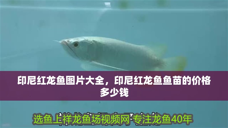 魚缸造景先放沙還是先放水(魚缸造景先鋪沙還是先放石頭) 印尼紅龍魚圖片大全,印尼紅龍魚魚苗的價(jià)格多少錢 紅龍魚百科 印尼紅龍魚圖片大全,印尼紅龍魚魚苗的價(jià)格多少錢 印尼紅龍魚圖片大全,印尼紅龍魚魚苗的價(jià)格多少錢 紅龍魚百科