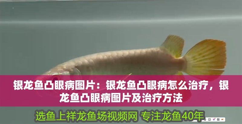 銀龍魚凸眼病圖片：銀龍魚凸眼病怎么治療，銀龍魚凸眼病圖片及治療方法