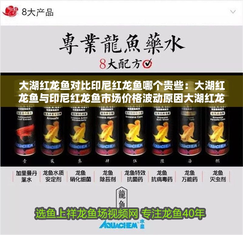 大湖紅龍魚對比印尼紅龍魚哪個貴些：大湖紅龍魚與印尼紅龍魚市場價格波動原因大湖紅龍魚價格波動原因