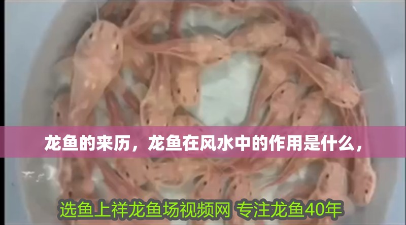 龍魚的來歷，龍魚在風水中的作用是什么，