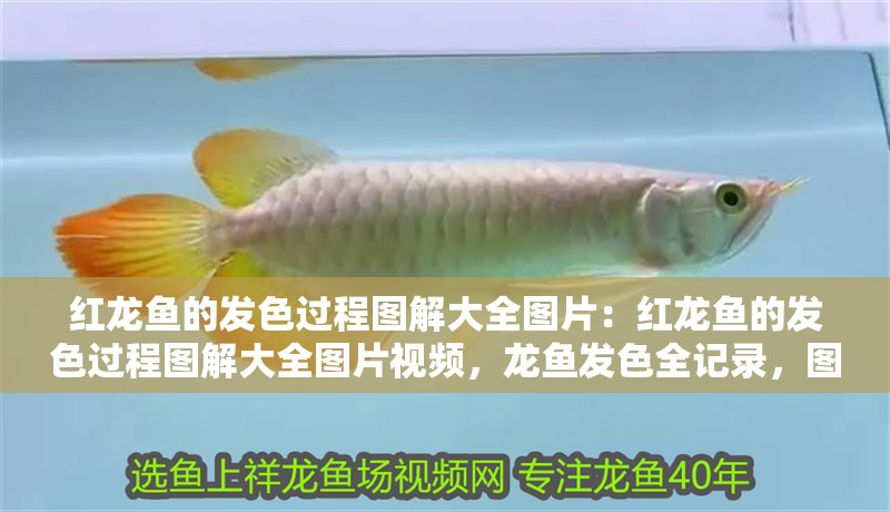 紅龍魚的發色過程圖解大全圖片：紅龍魚的發色過程圖解大全圖片視頻，龍魚發色全記錄，圖解