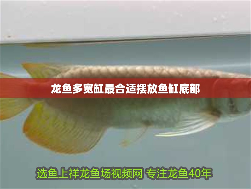 龍魚多寬缸最合適擺放魚缸底部