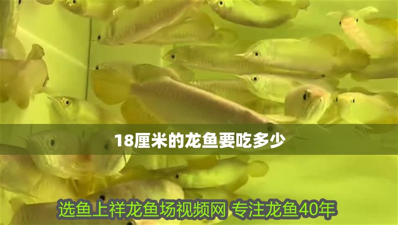 18厘米的龍魚要吃多少 18厘米的龍魚要吃多少 龍魚百科 第4張