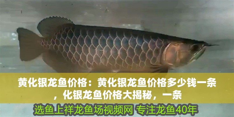 黃化銀龍魚價格：黃化銀龍魚價格多少錢一條，化銀龍魚價格大揭秘，一條