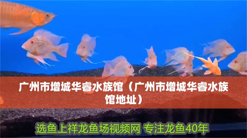 廣州市增城華睿水族館(廣州市增城華睿水族館地址) 全國水族館企業名錄 第2張 廣州市增城華睿水族館(廣州市增城華睿水族館地址) 廣州市增城華睿水族館(廣州市增城華睿水族館地址) 全國水族館企業名錄 第2張