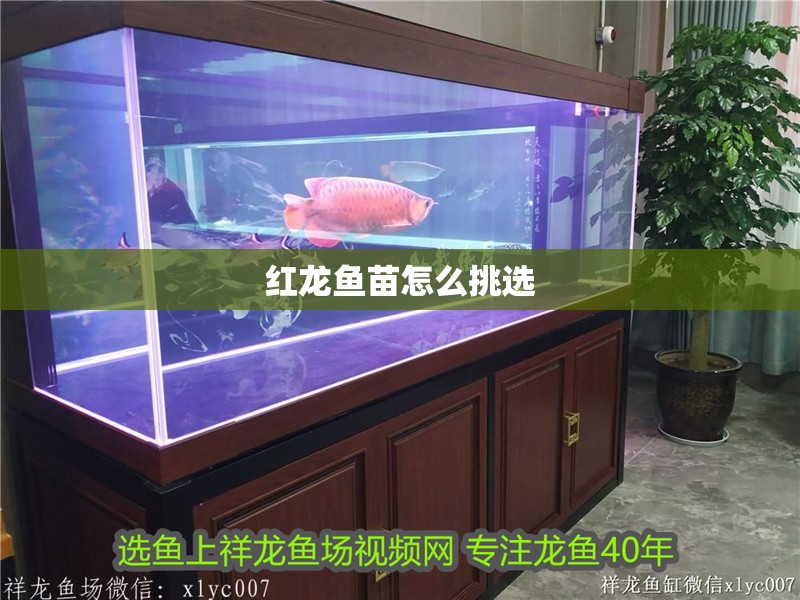 紅龍魚苗怎么挑選