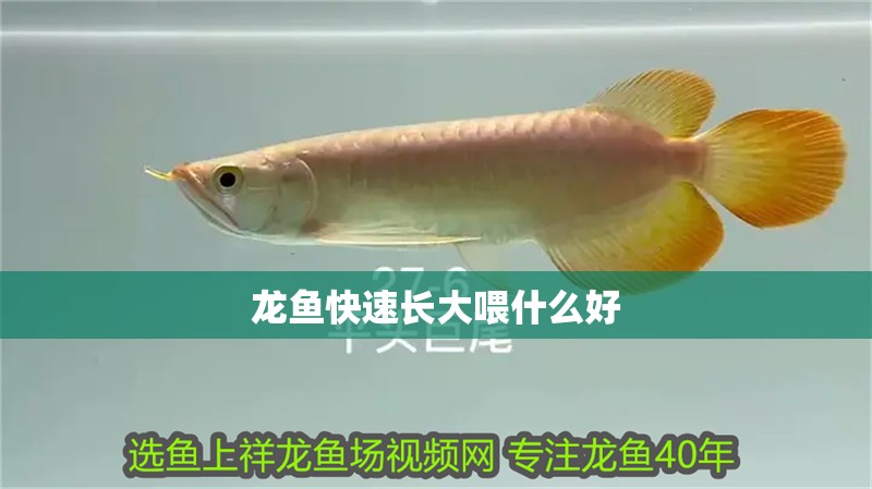 龍魚快速長大喂什么好