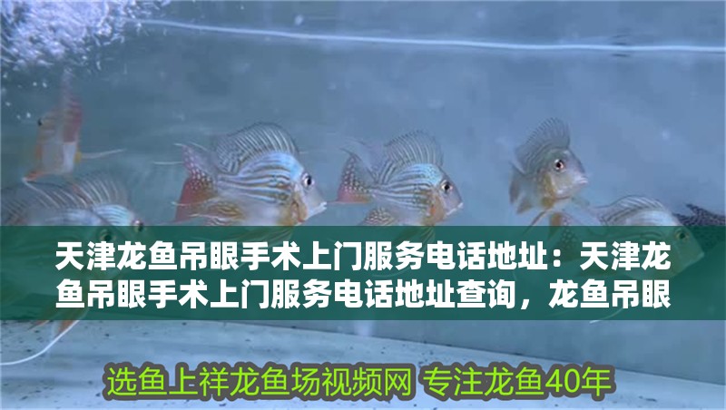 天津龍魚吊眼手術上門服務電話地址：天津龍魚吊眼手術上門服務電話地址查詢，龍魚吊眼手術上門服務電話及