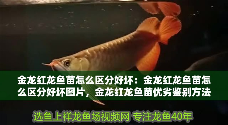 金龍紅龍魚苗怎么區分好壞：金龍紅龍魚苗怎么區分好壞圖片，金龍紅龍魚苗優劣鑒別方法