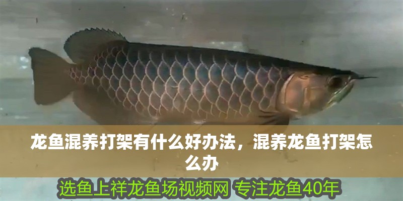 龍魚混養(yǎng)打架有什么好辦法，混養(yǎng)龍魚打架怎么辦