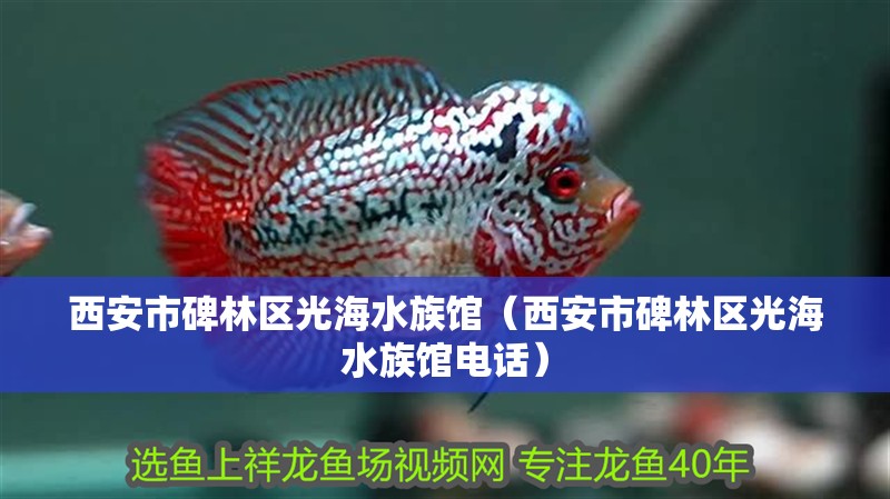 西安市碑林區(qū)光海水族館（西安市碑林區(qū)光海水族館電話）