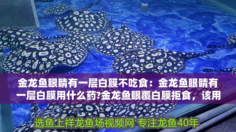 金龍魚眼睛有一層白膜不吃食：金龍魚眼睛有一層白膜用什么藥?金龍魚眼覆白膜拒食，該用什么藥治療 金龍魚眼睛有一層白膜不吃食：金龍魚眼睛有一層白膜用什么藥?金龍魚眼覆白膜拒食，該用什么藥治療 水族問答