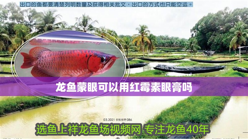 龍魚(yú)蒙眼可以用紅霉素眼膏嗎