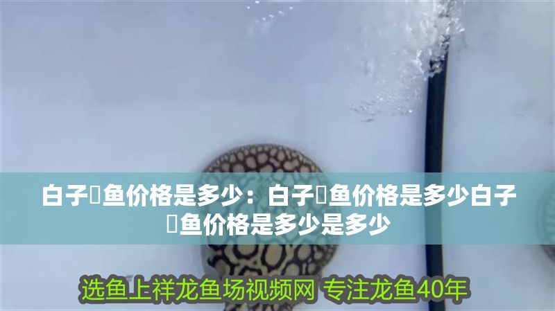 白子魟魚價(jià)格是多少：白子魟魚價(jià)格是多少白子魟魚價(jià)格是多少是多少