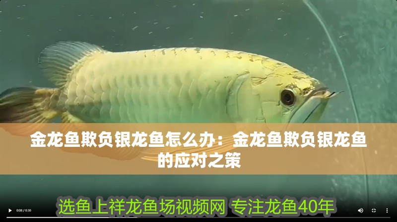 金龍魚欺負銀龍魚怎么辦：金龍魚欺負銀龍魚的應對之策