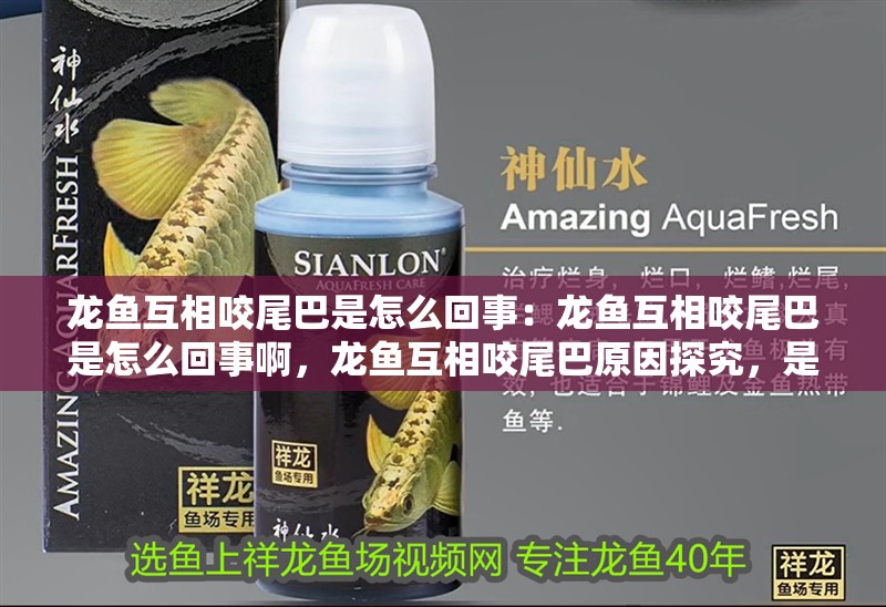 龍魚互相咬尾巴是怎么回事：龍魚互相咬尾巴是怎么回事啊，龍魚互相咬尾巴原因探究，是習性還是另有隱情
