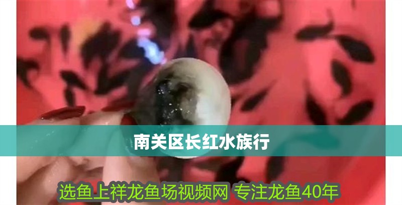 南關區長紅水族行