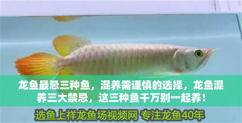 龍魚最忌三種魚，混養(yǎng)需謹(jǐn)慎的選擇，龍魚混養(yǎng)三大禁忌，這三種魚千萬別一起養(yǎng)！