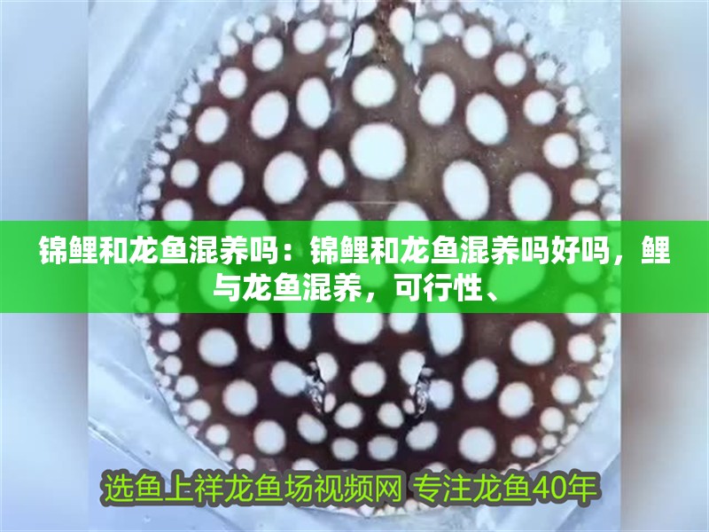 錦鯉和龍魚混養(yǎng)嗎：錦鯉和龍魚混養(yǎng)嗎好嗎，鯉與龍魚混養(yǎng)，可行性、