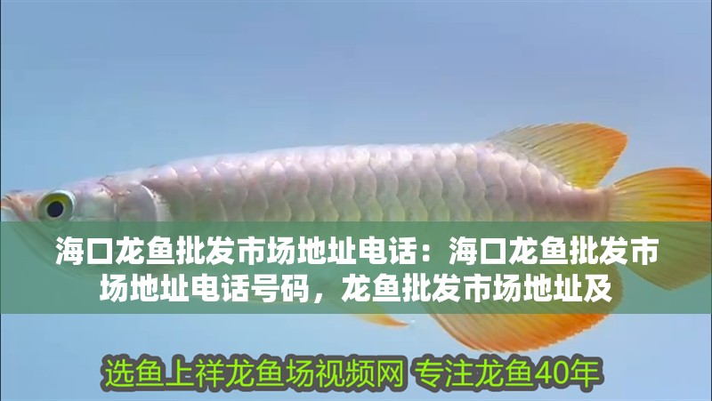 海口龍魚批發(fā)市場地址電話：海口龍魚批發(fā)市場地址電話號(hào)碼，龍魚批發(fā)市場地址及
