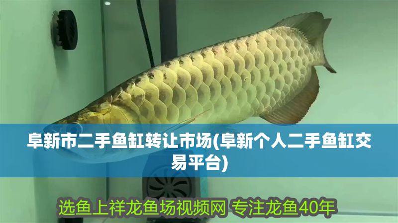 阜新市二手魚缸轉讓市場(阜新個人二手魚缸交易平臺)