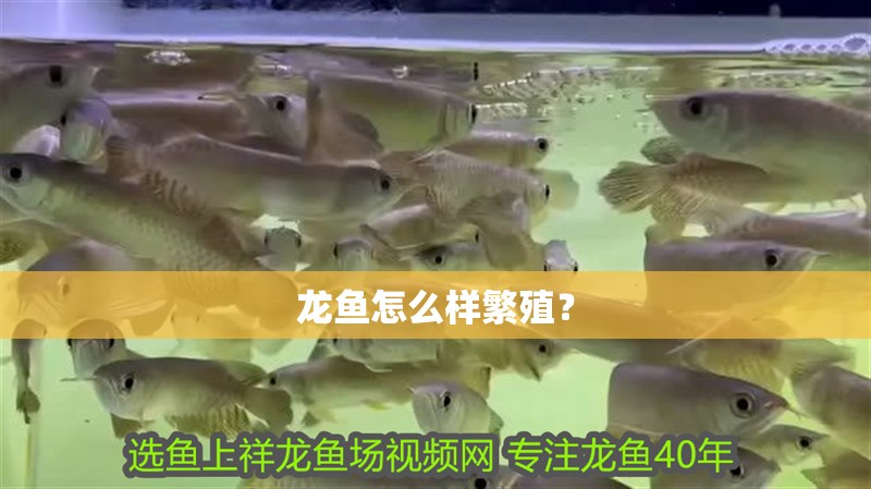 龍魚(yú)怎么樣繁殖？